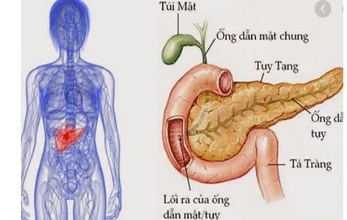 Can you live without a pancreas?