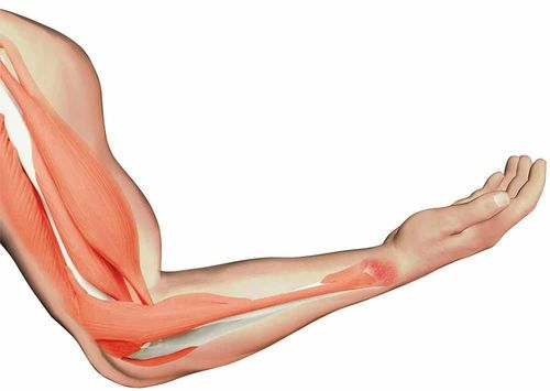 Energy of muscle contraction