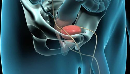 Understanding the anatomical report of benign prostatic diseases