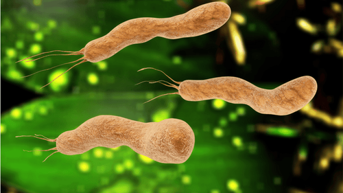 Cơ chế bệnh sinh của Helicobacter pylori và các bệnh tự miễn về da