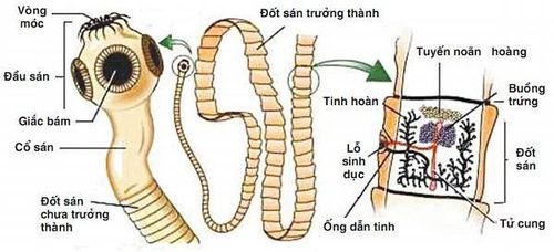 
Hình ảnh sán dây lợn trưởng thành (Taenia solium) dưới xét nghiệm chẩn đoán sán dây lợn
