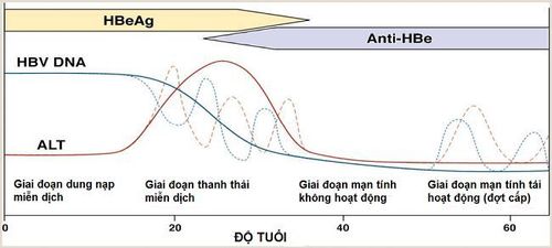 
HBV mãn tính và các giai đoạn khác nhau
