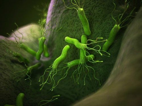 
Nhiễm helicobacter pylori có thể gây ra một số bệnh lý gan mật cho người bệnh
