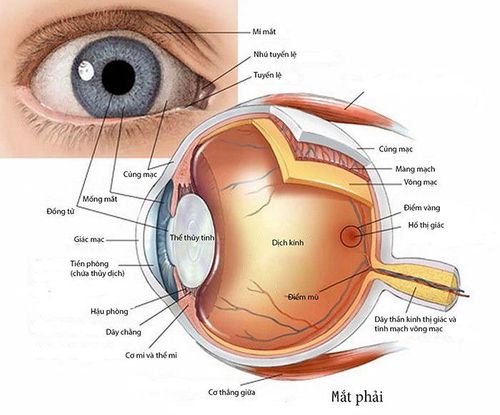 Có những sợi đen trong mắt là bị sao?