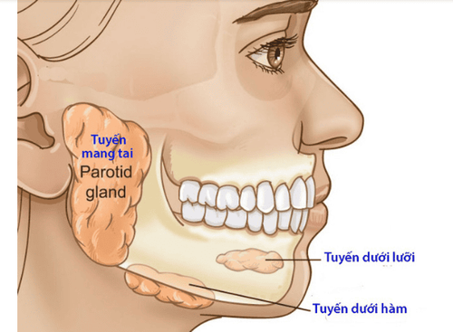 Nguyên nhân gây viêm tuyến nước bọt là do đâu?