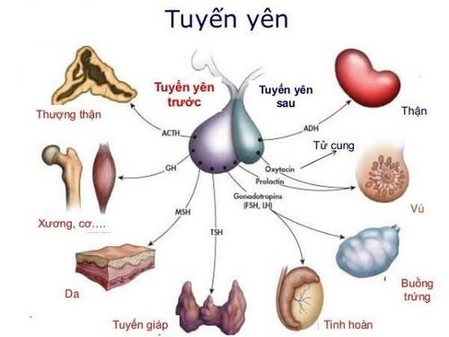 Where is the pituitary gland located and what role does it play in secreting growth hormone?