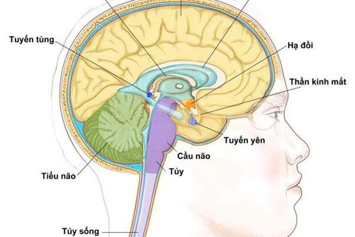 The role of the pituitary gland in physiology