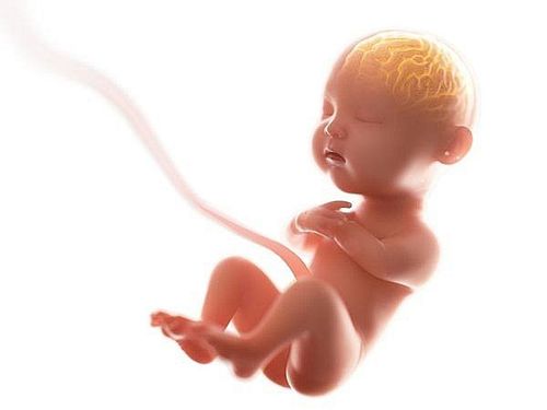 How is the nervous system and brain of the fetus formed and developed?