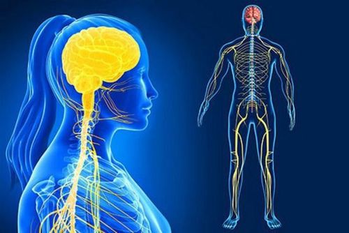 Kẽm là yếu tố tác động nhiều tới hệ thần kinh của con người