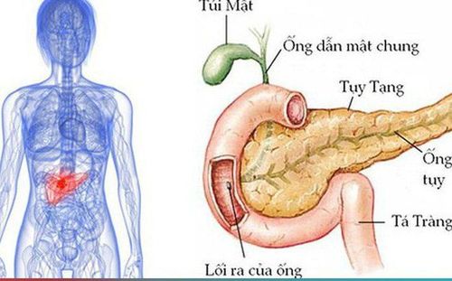 Pancreas and signs and symptoms of exocrine pancreatic insufficiency