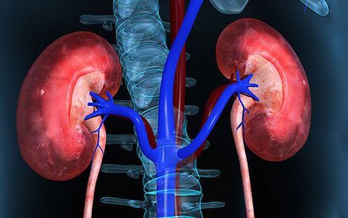 Indicators to evaluate kidney function