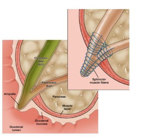 Pain patterns in sphincter of Oddi