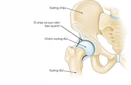 
Hình ảnh giải phẫu sơ bộ khớp háng
