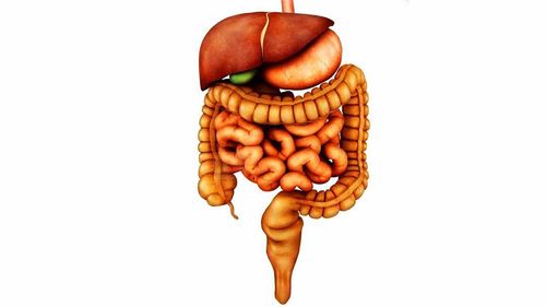 What organs does the digestive system consist of?