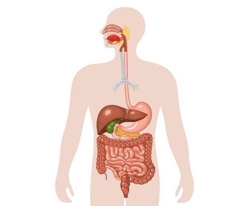 
Nếu một cơ quan nào trong hệ tiêu hóa xảy ra vấn đề thì có thể ảnh hưởng đến việc tiêu hóa thức ăn và hấp thu dưỡng chất
