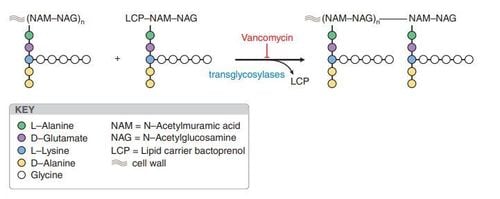 
Hình 4. Cơ chế tác dụng của vancomycin
