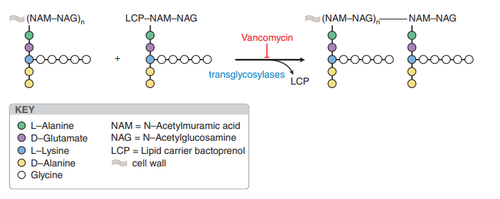 
Hình 4. Cơ chế tác dụng của vancomycin
