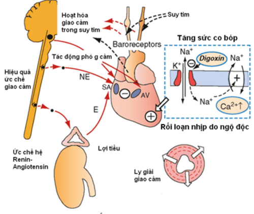 
Cơ chế tác dụng của thuốc Dogoxin
