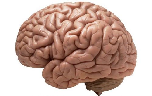 Interesting facts about the human brain