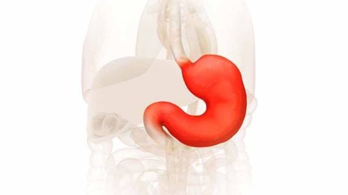 Protein digestion in the stomach