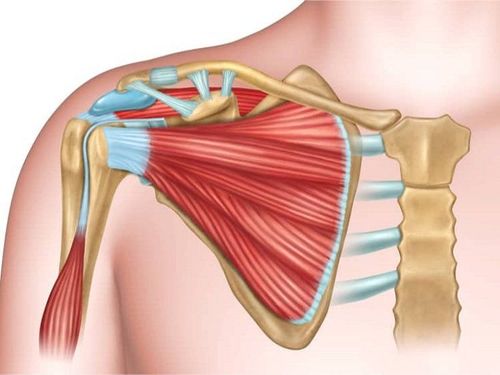 Vai trò của dây chằng cùng quạ