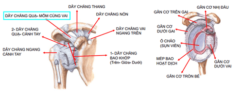 
Vị trí của dây chằng cùng quạ
