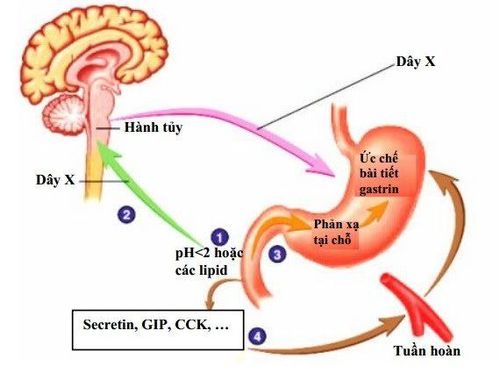 
Hình ảnh cơ chế bài tiết axit dạ dày
