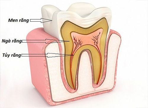 
Răng vĩnh viễn có lớp men răng chắc khỏe và cứng
