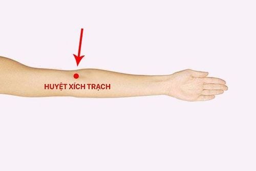 
Các huyệt trên cánh tay trong đó có huyệt Xích Trạch
