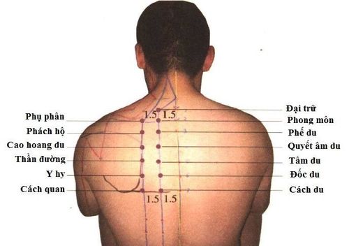 
Một số các huyệt đạo vùng lưng được sử dụng trong Y Học Cổ Truyền
