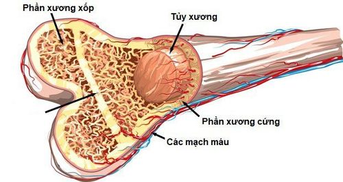 Xương Xốp: Cấu Tạo, Nguyên Nhân Và Cách Phòng Ngừa Hiệu Quả