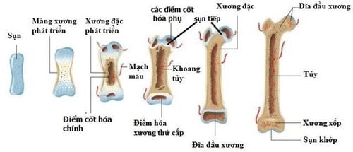 
Xương cơ thể cần trải qua sự hình thành và phát triển
