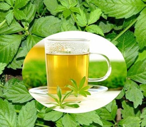 Giảm cổ lam có thể giúp giảm mỡ máu hiệu quả.