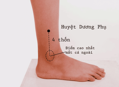 
Hình ảnh vị trí của huyệt dương phụ
