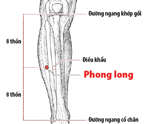 
Phong long là một trong các huyệt chi dưới thường dùng
