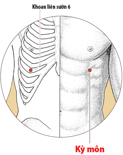 
Huyệt Kỳ Môn nằm ở vị trí tương đối dễ nhận biết so với các huyệt đạo khác
