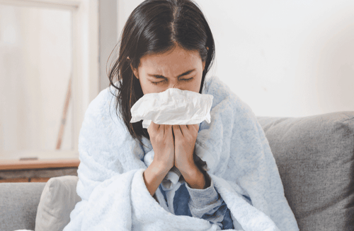 Cây rau tàu bay phơi khô làm dược liệu để chủ trị các chứng cảm sốt