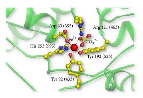 
Lactoferrin có nồng độ cao nhất trong sữa non và giảm dần đến 9 tháng thì mất hoàn toàn
