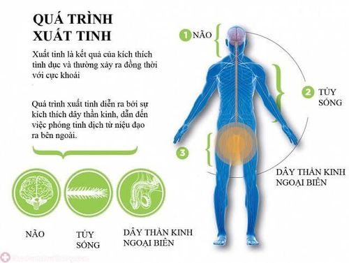 
Quá trình xuất tinh ở nam giới có thể trì hoãn xuất tinh hoặc xuất tinh sớm
