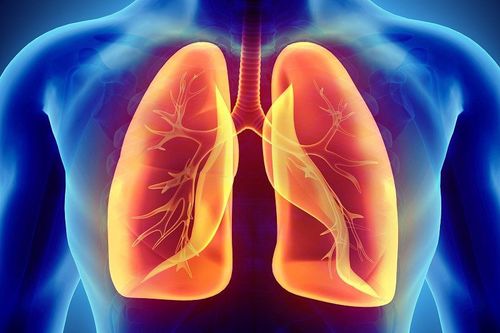 Đặc điểm giải phẫu phổi