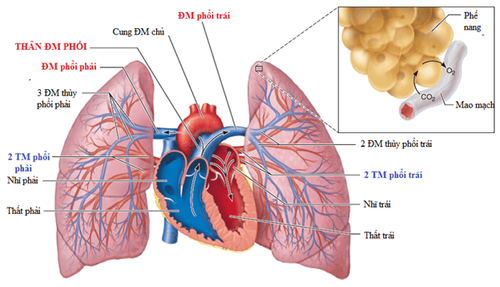 
Hình thể trong của giải phẫu phổi
