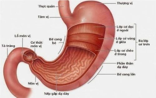 Các vấn đề thường gặp liên quan đến dạ dày