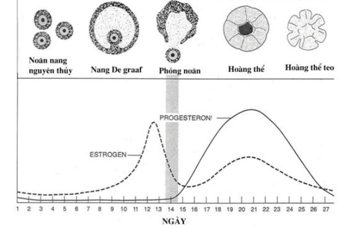 
Estrogen và Progesterone là 2 hormone tham gia vào sinh lý chu kỳ kinh nguyệt
