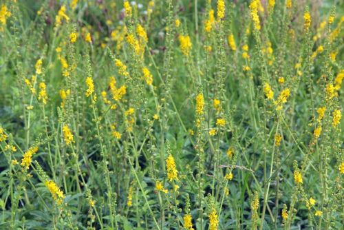 Uses of Agrimony