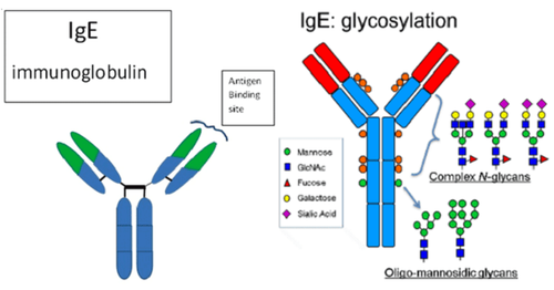 Anti-IgE drugs in the treatment of allergic diseases