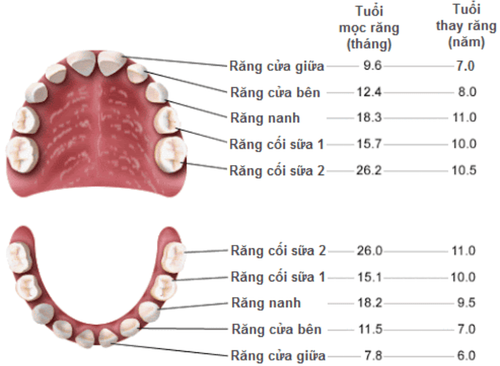 
Răng sữa – nguồn tế bào gốc quý giá ở trẻ em
