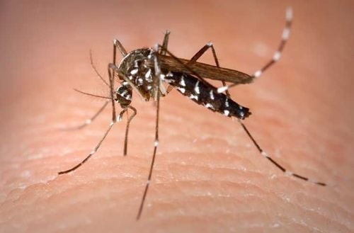 Is there a cure for dengue fever?