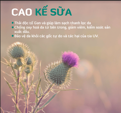 
Cao kế sữa là một phương thuốc thảo dược được chiết xuất từ cây kế sữa
