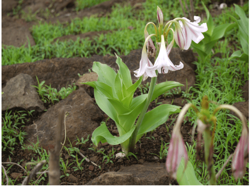 
Hình ảnh cây trinh nữ hoàng cung (Crinum latifolium L.)
