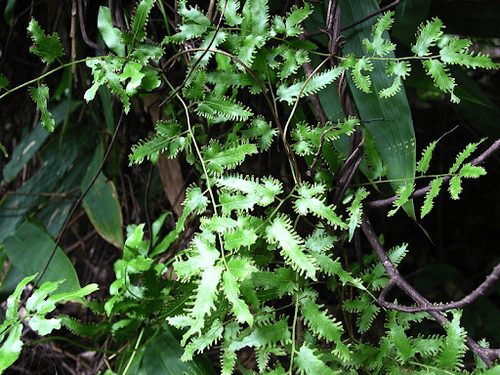 
Hình ảnh cây Bòng bong (Lygodium flexuosum)
